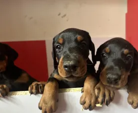Lux  - Dobermann Angebotener Welpe