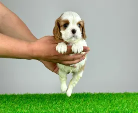 Linette - Cavalier King Charles Spaniel Angebotener Welpe