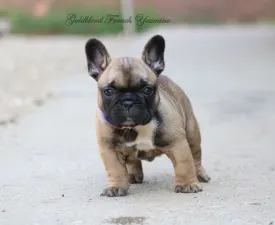 Yasmine  - Francia bulldog eladó kiskutya