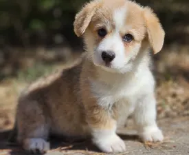 Nudli - Pembroke Welsh Corgi eladó kiskutya