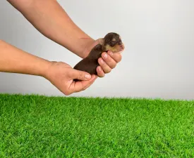 Lemoro - Yorkshire Terrier Angebotener Welpe