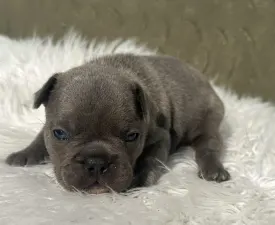 Carter - Bulldog francez Cățeluș de vânzare