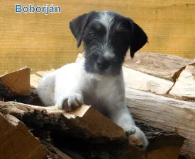 Joyful Jack Boborján - Jack Russell Terrier Angebotener Welpe