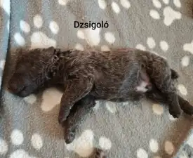 Dzsigoló - Mudi Puppy for sale