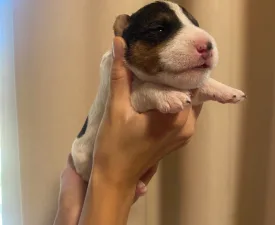 Foglalt! Dasa Born Of Eastern Curse  - Fox Terrier (Wire) Puppy for sale