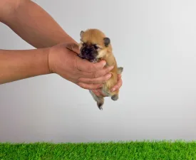 Zenon - Zwergspitz Angebotener Welpe