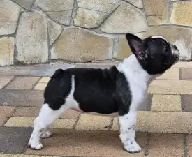 Kelly - Bouledogue français Chiot à vendre