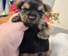 Mercedes Amg Of Midsummer Nights Miracle  - Yorkshire Terrier Angebotener Welpe