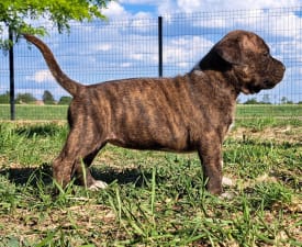 Unique Blood Emily - Amerikai staffordshire terrier eladó kiskutya