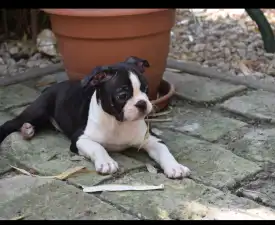 Gandalf - Boston Terrier Puppy for sale