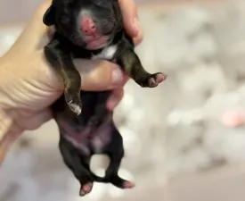 Powder Sable Boy - Chinese Crested Dog eladó kiskutya