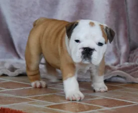 Rengőhegyi-ormán Desiree - Bulldog Puppy for sale