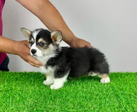 Rolly - Pembroke Welsh Corgi eladó kiskutya