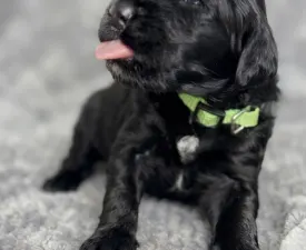 Brandon - Portugiesischer Wasserhund Angebotener Welpe