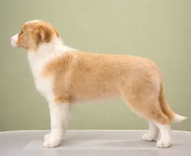 Firestorm Rising - Border Collie eladó kiskutya