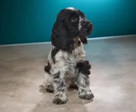 Benji - Angol Cocker spániel eladó kiskutya