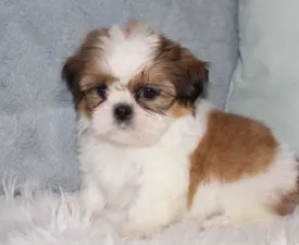 Alíz  - Shih Tzu eladó kiskutya