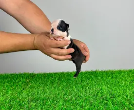 Yacco - Boston Terrier Puppy for sale