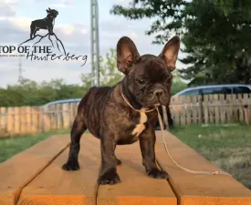 Ragnar - Bouledogue français Chiot à vendre