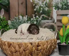 Curly Stars Of Dreams Salsa Fire - Romagna Water Dog Puppy for sale