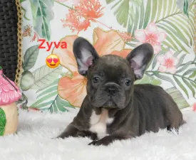 Zyva - French Bulldog Puppy for sale