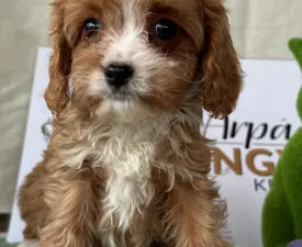 Bella - Cavapoo Puppy for sale