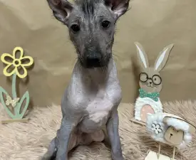 Barka - Mexický naháč Štěně na prodej
