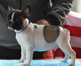 Rocky - Französische Bulldogge Angebotener Welpe