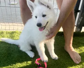 Village White Wolf Barbi - White Swiss Shepherd Dog Puppy for sale