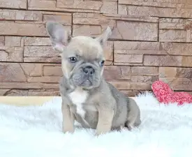 Vera - French Bulldog Puppy for sale