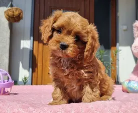Cuki - Cavapoo eladó kiskutya