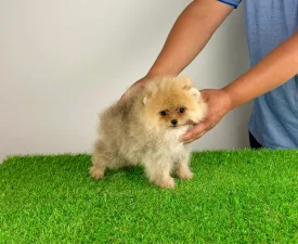 Diamond - Pomeranian eladó kiskutya