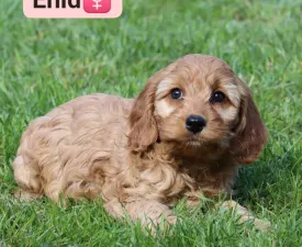 Enid - Cockapoo eladó kiskutya