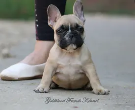 Bársonyka - Buldog francuski Szczenię na sprzedaż