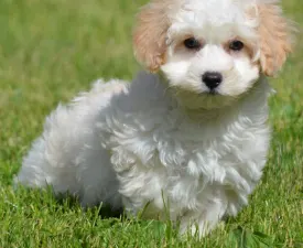 Rio - Maltipoo Puppy for sale