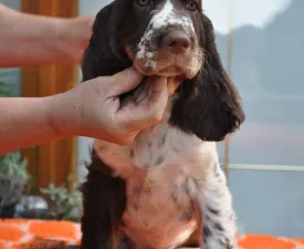 Springer Nests Ziggy - Springer spaniel angielski Szczenię na sprzedaż