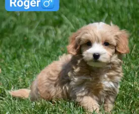 Roger - Maltipoo eladó kiskutya