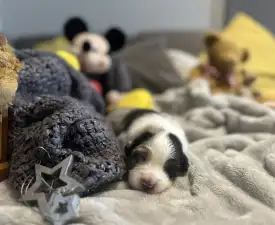 Budnat Aussies Golden Glims Of Joy " Joyce" - Australian Shepherd Puppy for sale