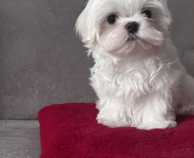 White Silk Benji - Maltese Puppy for sale