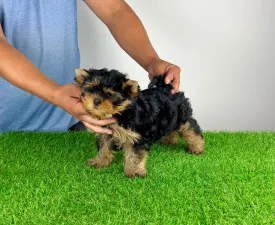 Adia - Yorkshire Terrier eladó kiskutya