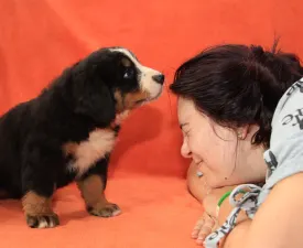 Elly - Bovaro del bernese Cucciolo in vendita