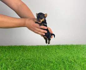 Kimba - Yorkshire Terrier Angebotener Welpe