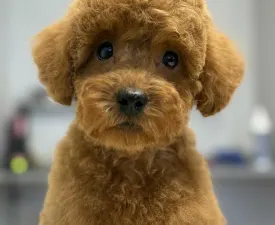 Zsiga-Biga - Törpe uszkár eladó kiskutya