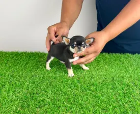 Lindra - Chihuahua Cățeluș de vânzare