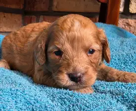 Shark - Cavapoo eladó kiskutya