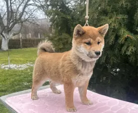 Beauty Of The East Akina - Shiba eladó kiskutya