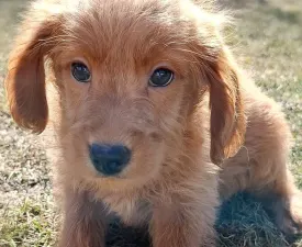 David - Labradoodle eladó kiskutya