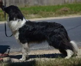 New Orleans Of Dynamic Pleasure - Jackson - Border Collie Cucciolo in vendita