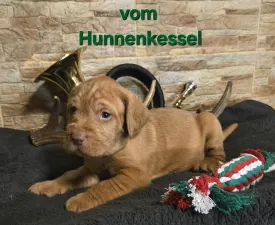 Amon Vom Hunnenkessel - Drótszőrű magyar vizsla eladó kiskutya