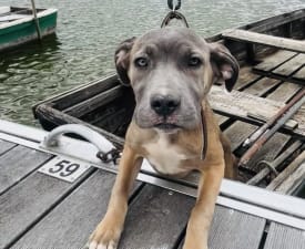 Carmen - Cane Corso Italiano Puppy for sale